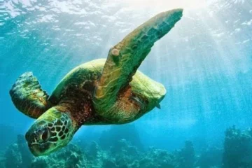 South Maui Premier Kayak & Snorkel Kihei, MauiSouth Maui Kayak & Snorkel · from $139Eco Kayaking & Secluded Snorkel Spots