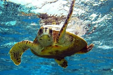 South Maui Turtle Reef Discovery Kihei, MauiSouth Maui Turtle Reef Discovery · from $109Guided Kayaking, Snorkeling & Sea Turtles