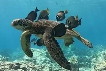 Sunrise Explorer- The Reef Awakens Waimea, OahuSunrise Explorer: Reef Awakens · from $210Puako & Kohala Coast Morning Dive
