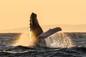 Ma'alaea, MauiSunset Dinner & Whale Watch · from $189.95Whale Songs & Maui Sunset
