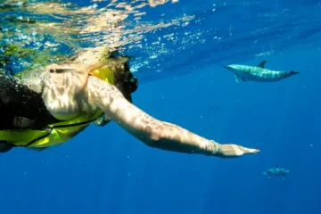 Swim with Wild Dolphins in West Oahu Waianae, OahuSwim with Wild Dolphins · from $200Dolphins, Turtles & Reef Fish