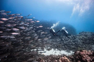 The Explorer's Dive: Advanced Long Range Two Tank Charter Kailua-Kona, Big IslandThe Explorer's Dive · from $299Advanced Long Range Two Tank Charter