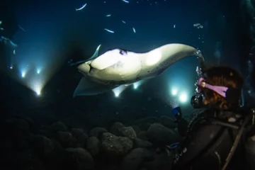 Kailua-Kona, Big IslandKona Manta Ray Night Experience · from $155Manta Rays Up Close & Epic Kona Sunset