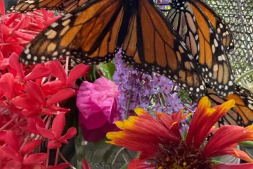 The Maui Butterfly Farm Tour Lahaina, MauiThe Maui Butterfly Farm Tour · from $3945-Minute Butterfly Farm Tour
