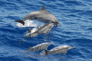Turtle Canyon Adventure Honolulu, OahuTurtle Canyon Adventure · from $131Dolphins, Tropical Fish & Waikiki Views