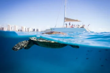 Waikiki, OahuTurtle Canyon Snorkel · from $80Snorkel with Hawaiian Green Sea Turtles