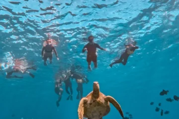 Turtle Canyons Snorkel Excursion Honolulu, OahuTurtle Canyons Snorkel Excursion · from $79Sea Turtles & Reef Fish