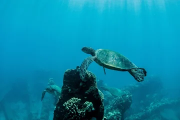 Turtle Reef Morning Snorkel Cruise Wailuku, MauiTurtle Reef Morning Snorkel Cruise · from $99.95Turtles, Coral Gardens & Breakfast + Lunch