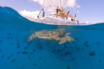 Turtle Snorkeling Adventure + Guaranteed Sightings Honolulu, OahuTurtle Snorkeling Adventure · from $79Guaranteed Turtle Encounters