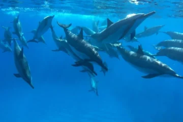 Ultimate Ocean Encounter-OE1 Kailua-Kona, Big IslandUltimate Ocean Encounter-OE1 · from $120Ultimate Ocean Encounter Snorkel Tour