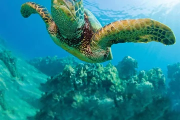 Waikiki Turtle Snorkel Sail with Lunch Waikiki, OahuWaikiki Turtle Snorkel Sail · from $149.95Turtles, Snorkeling & Lunch