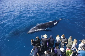 Waikiki, OahuWaikiki Whale Watch · from $42.50Guaranteed Whale Sightings