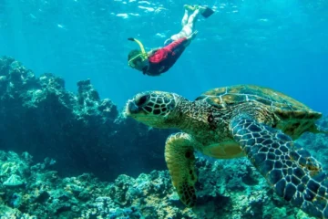 West Maui Half Day Snorkel Adventure Lahaina, MauiWest Maui Half Day Snorkel · from $166.31Breakfast, Lunch & Open Bar Included
