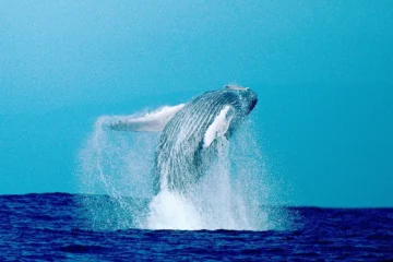 Kailua-Kona, Big IslandWhale Watch · from $139.992.5-Hour Whale Watching Adventure