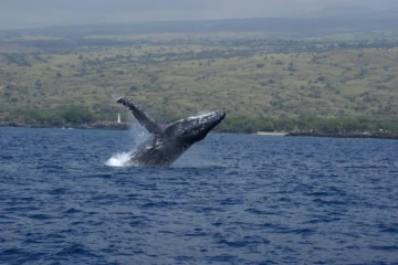 Waimea, Big IslandWhale Watch and Sunset Cruise · from $159Enjoy a beautiful Kohala Coast sunset