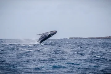 Whales and You OahuWhales and You · from $99Witness the Whale Migration from Alaska