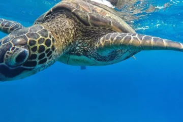 Xpress Snorkel Lahaina, MauiXpress Snorkel · from $131.90Turtles, Reef & Open Bar
