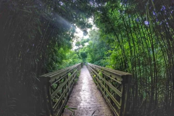 7 Sacred Pools & Bamboo Forest Hike Kihei, Maui7 Sacred Pools Hike ยท from $1,535Rainforest, Bamboo Forest & Waimoku Falls