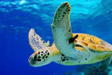 AFTERNOON SNORKEL-CAPTAIN COOK MONUMENT Kailua-Kona, Big IslandAfternoon Snorkel: Captain Cook · from $125Vibrant Reefs & Spinner Dolphins