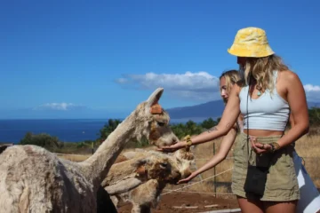 Alpaca and Tropical Fruit Tasting Combo Tour Lahaina, MauiAlpaca & Fruit Tasting Tour 路 from $89.95Alpaca Farm & Fruit Tasting