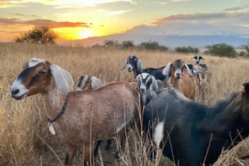 Kula, MauiFarm-to-Spoon Tour · from $65Feed Goats, Milk Tasting & Farm-Fresh Cheese