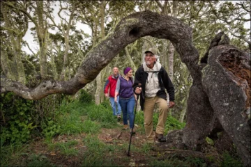 Hakalau Forest Reserve Birdwatching Exclusive Kailua-Kona, Big IslandHakalau Forest Birdwatching Tour · from $275Native Birds & Rainforest Reserve