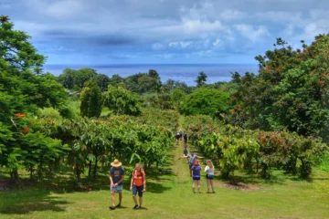 Papaikou, Big IslandHamakua Chocolate Farm Tour · from $99Cacao Farm & Chocolate Tasting