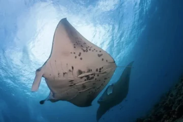 Manta Ray Experience Private Boat Waimea, Big IslandPrivate Manta Ray Boat Tour ยท from $1,050Night Snorkeling & Manta Rays