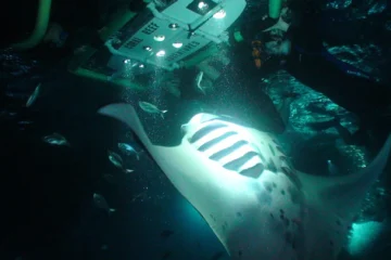 Manta Ray Night Snorkel Kailua-Kona, Big IslandManta Ray Night Snorkel 路 from $125Night Snorkeling & Sunset Views