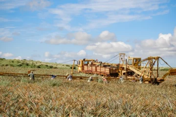 Makawao, MauiMaui Pineapple Farm & Feast · from $195Pineapple Farm Tour & Gourmet Dinner