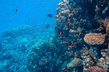 Morning Snorkel — Captain Cook Monument Kailua-Kona, Big IslandMorning Captain Cook Snorkel · from $165Captain Cook, Red Hill & Two Snorkel Sites