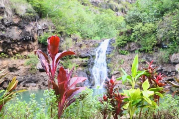 Nature and You- Waimea Honolulu, OahuNature and You: Waimea · from $134Waimea Falls Hike & Waterfall Swim