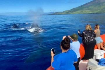 Premier Whale Watch *Private Charter* Kihei, MauiPremier Private Whale Watch ยท from $950Humpback Whales & Whale Songs