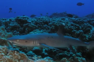 Private Shark Turtle Wreck Dive In Lahaina Lahaina, MauiPrivate Shark, Turtle & Wreck Dive ยท from $699Underwater Wrecks & Marine Life