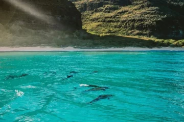 Private Sightseeing and Snorkel Tour Kekaha, KauaiPrivate Snorkel & Sightseeing ยท from $1,799Snorkeling, Dolphins & Coastal Views
