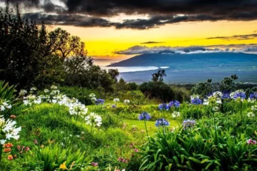 Makawao, MauiUpcountry Sunset Photo Tour · from $540Sunset Photography & Scenic Upcountry Views