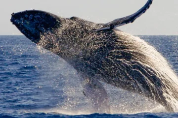 Whalewatch Sail • Maalaea Ma'alaea, MauiWhalewatch Sail · from $119.95Humpback Whales & Live Whale Songs